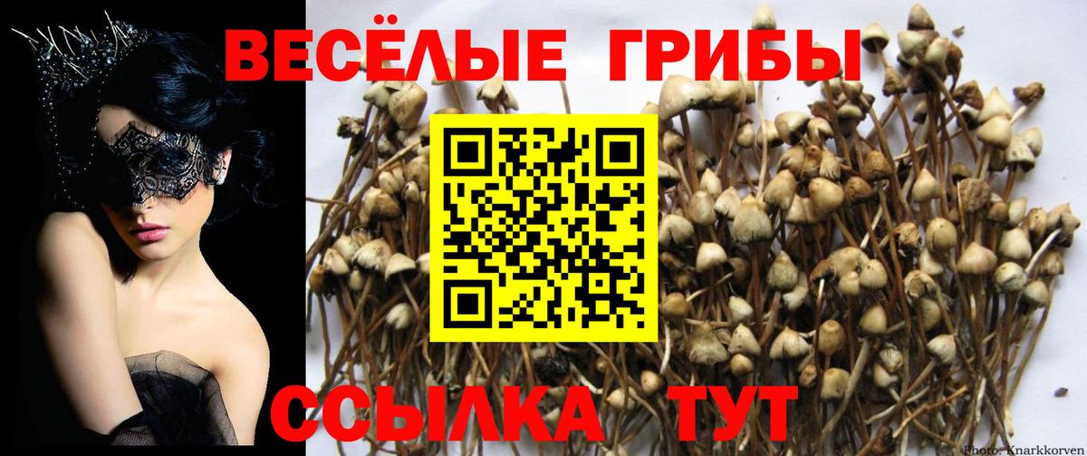 Галлюциногенные грибы Cubensis Междуреченск